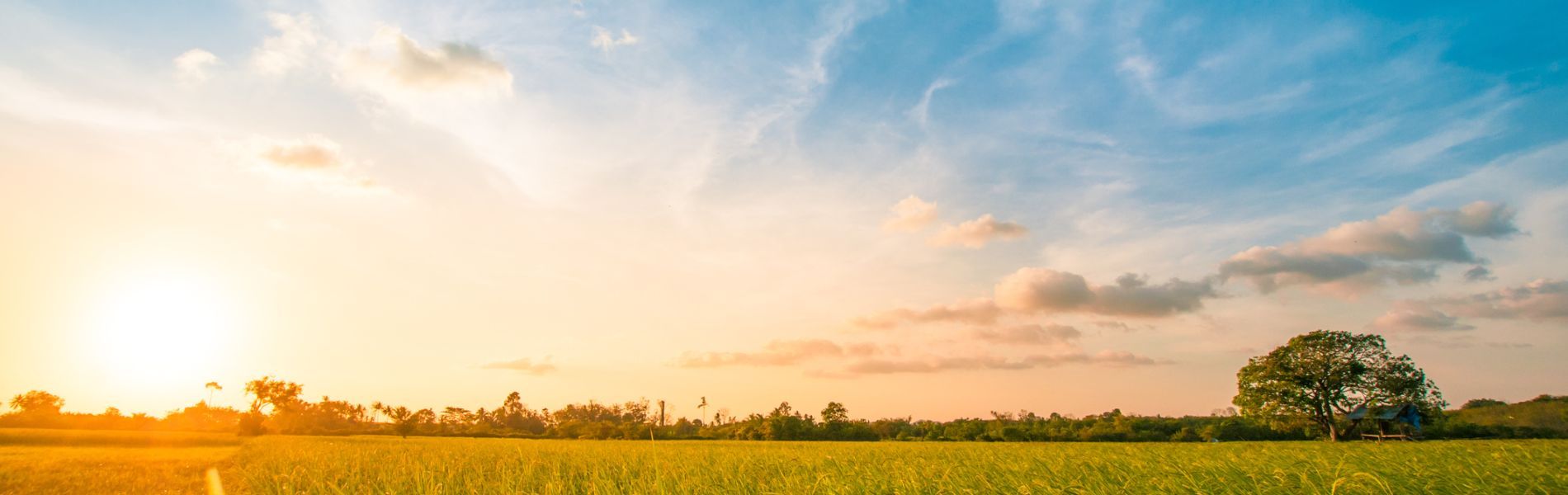 green landscape